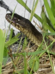 Nerodia fasciata × clarkii