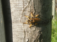 Pogonosoma maroccanum