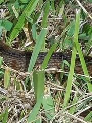Nerodia fasciata × clarkii