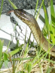 Nerodia fasciata × clarkii