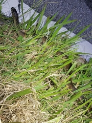 Nerodia fasciata × clarkii