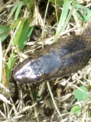 Nerodia fasciata × clarkii