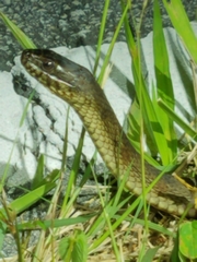 Nerodia fasciata × clarkii