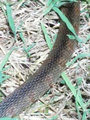 Nerodia fasciata × clarkii