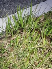 Nerodia fasciata × clarkii