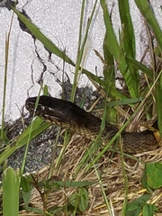 Nerodia fasciata × clarkii