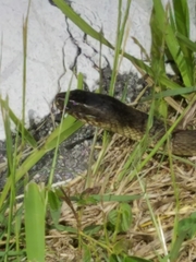 Nerodia fasciata × clarkii