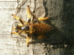 Pogonosoma maroccanum