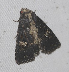Condica dolorosa