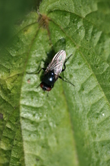 Hydrotaea ignava