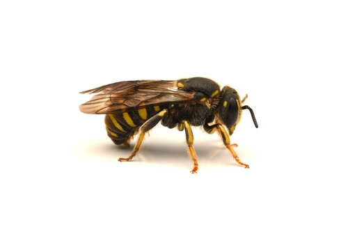 Bathanthidium malaisei