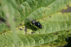 Hydrotaea ignava
