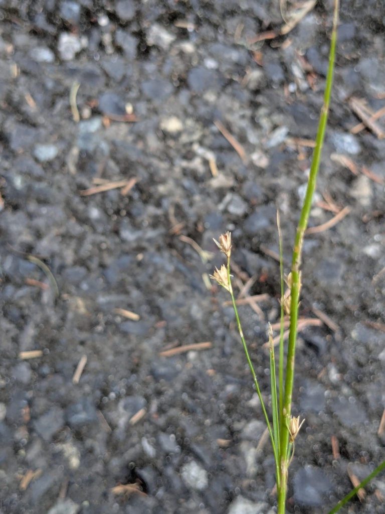 Slender Path Rush from Skamania County, US-WA, US on July 29, 2025 at ...