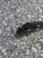 Nerodia fasciata × clarkii