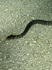 Nerodia fasciata × clarkii