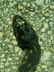 Nerodia fasciata × clarkii