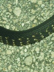 Nerodia fasciata × clarkii