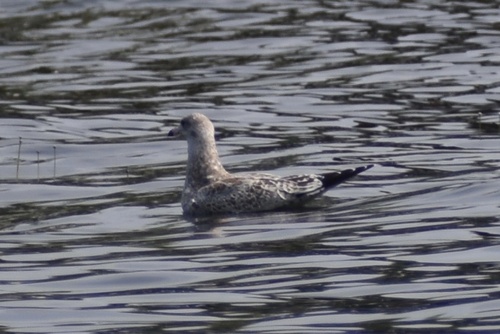 Ring-billed Gull photographed in New Hampshire