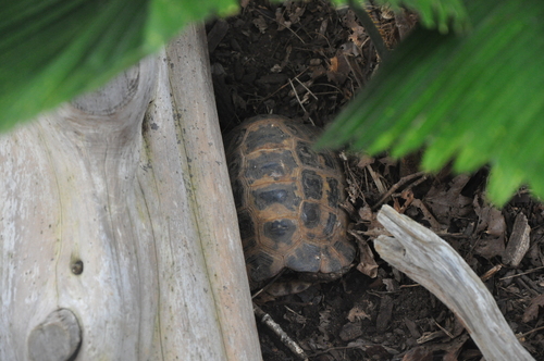 Celebes Tortoise, Indotestudo forstenii