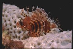 Dendrochirus brachypterus