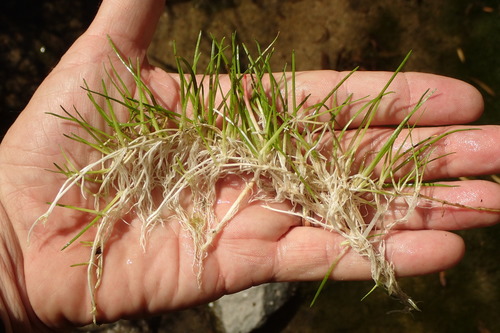 Eleocharis exigua