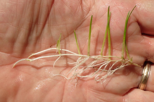 Eleocharis exigua