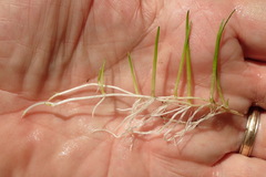 Eleocharis radicans