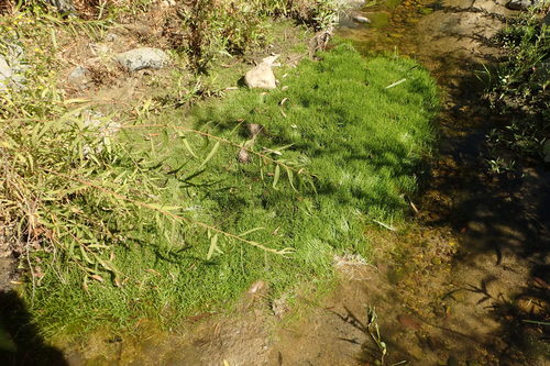 Eleocharis exigua