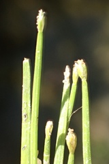 Eleocharis radicans