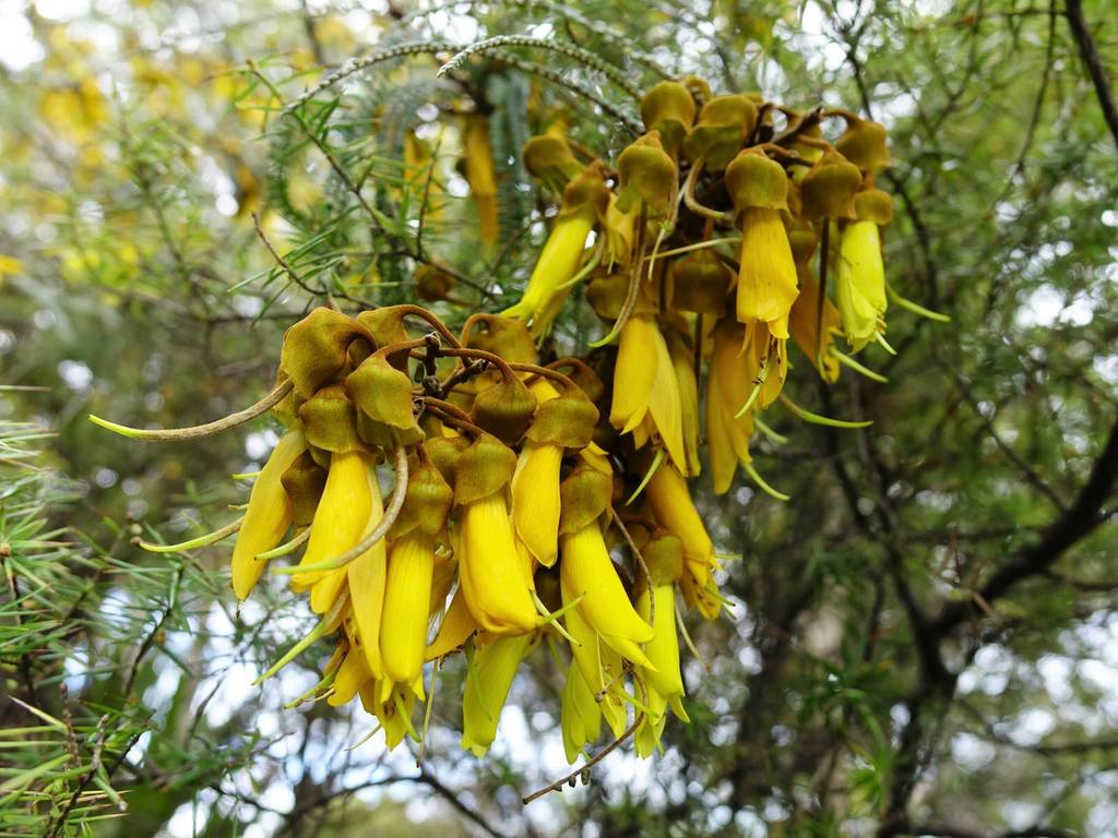 Waitakere Kowhai