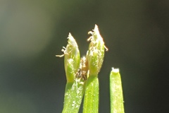 Eleocharis radicans