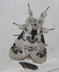Iropoca rotundata