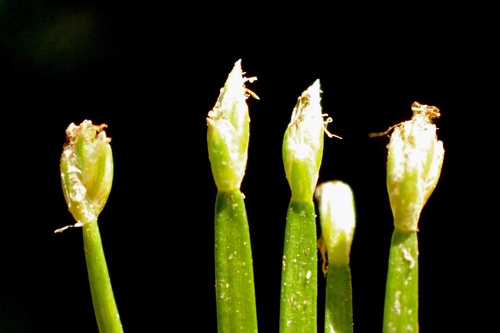 Eleocharis exigua
