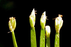 Eleocharis radicans