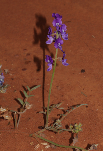 lilac darling pea (Swainsona phacoides)