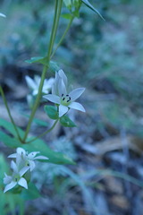 Gentianella microcalyx