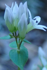 Gentianella microcalyx
