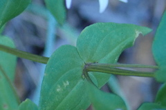 Gentianella microcalyx