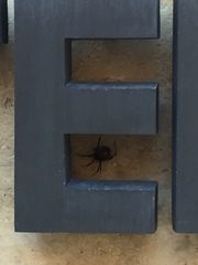 Latrodectus hesperus