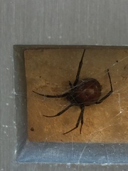 Latrodectus hesperus