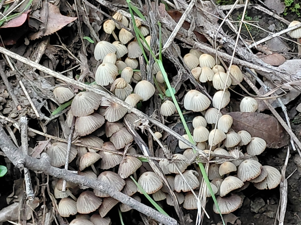 Coprinellus disseminatus · July 2025 · photo: © luis_veliz (iNaturalist, cc0)