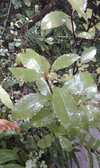 Ascarina lucida lucida