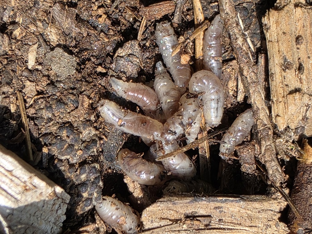 Gt Insects Insects from Greene County, VA, USA on July 29, 2025 at 03:37 PM by ...
