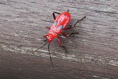 Antilochus coquebertii