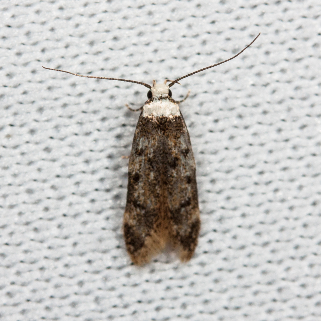 The White Shouldered House Moth - A Homeowners Guide