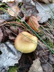 Tricholoma equestre