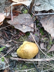 Tricholoma equestre
