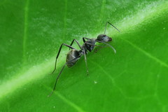 Camponotus