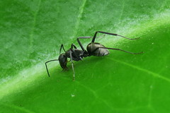 Camponotus
