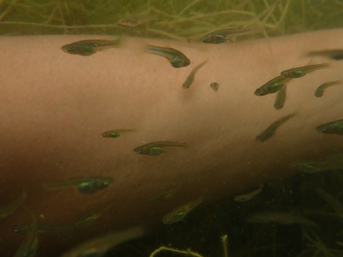 Gila topminnow (Poeciliopsis occidentalis) — Poeciliidae